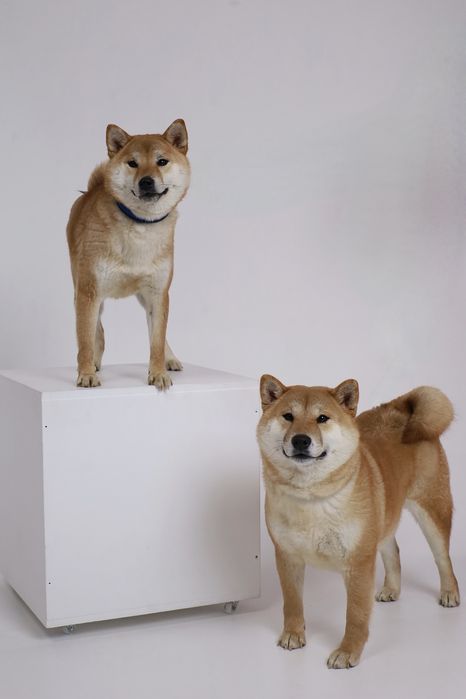 Многопрофильный питомник собак