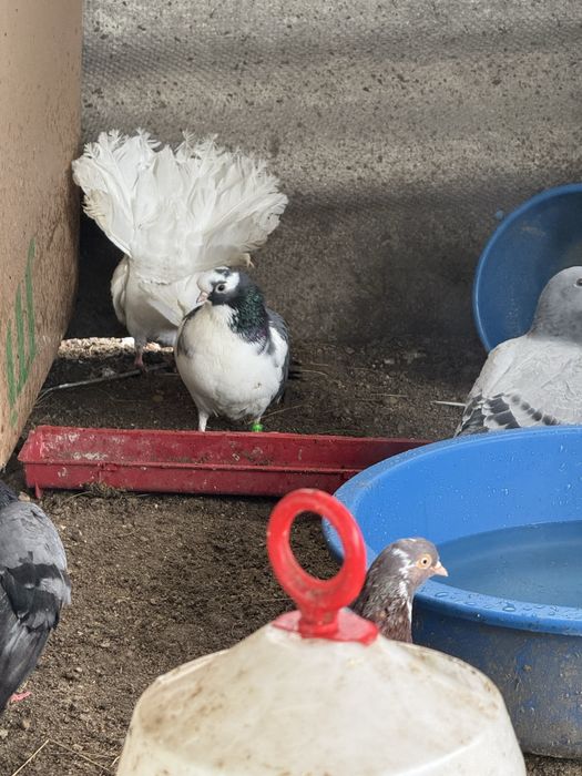 Porumbei Olt ornament