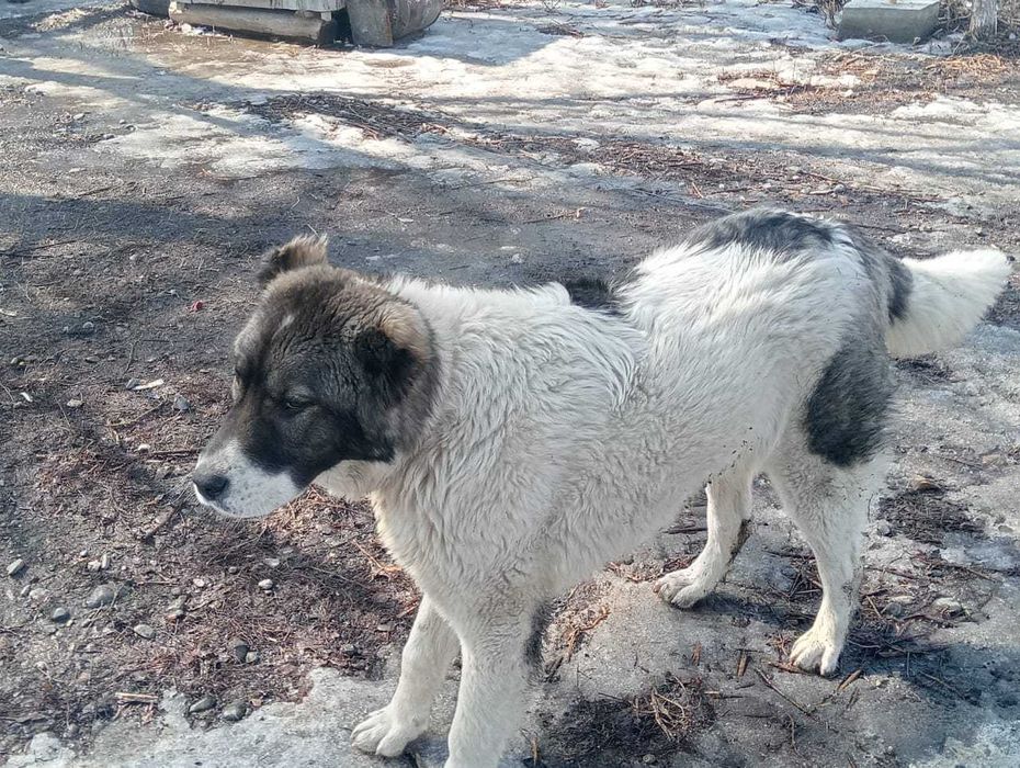 Собака //мальчик//еркек кавказ