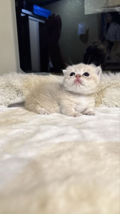 Munchkin male продается