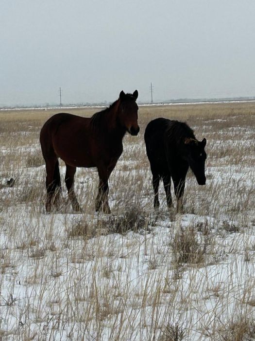 Обменяю Кобыл жеребых две