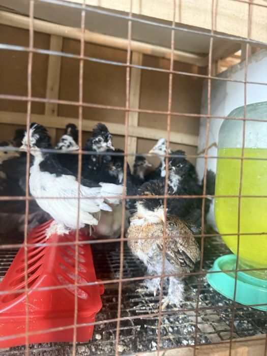 Японский карлик балапандары