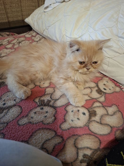 Персийско котенце