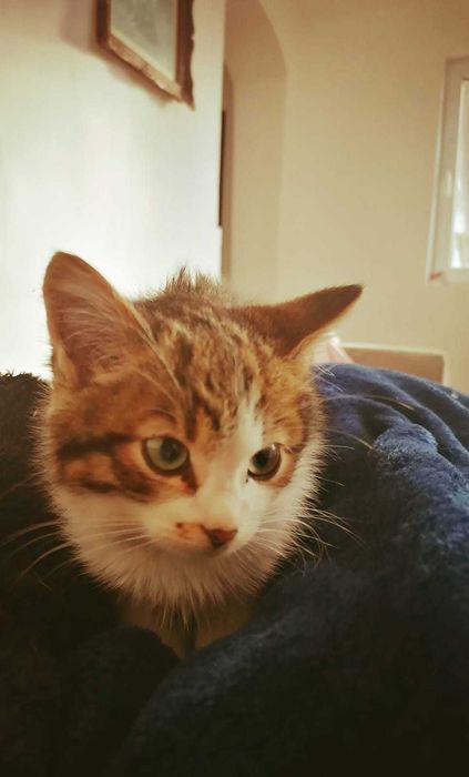 DONEZ pui de pisica,in Suceava