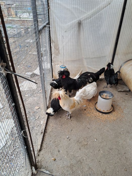 Продавам оплодени яйца от холандска качулата