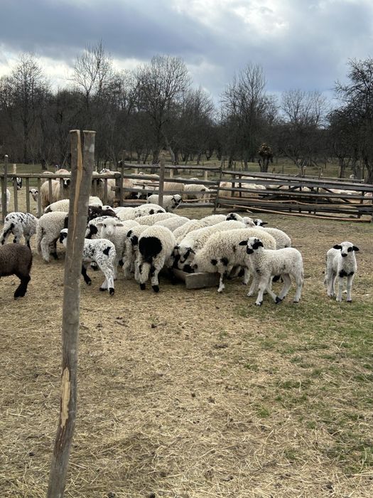 Vand 100 de oi cu miei dupa ele