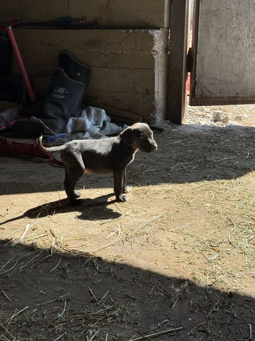 Тазы күшіктер.