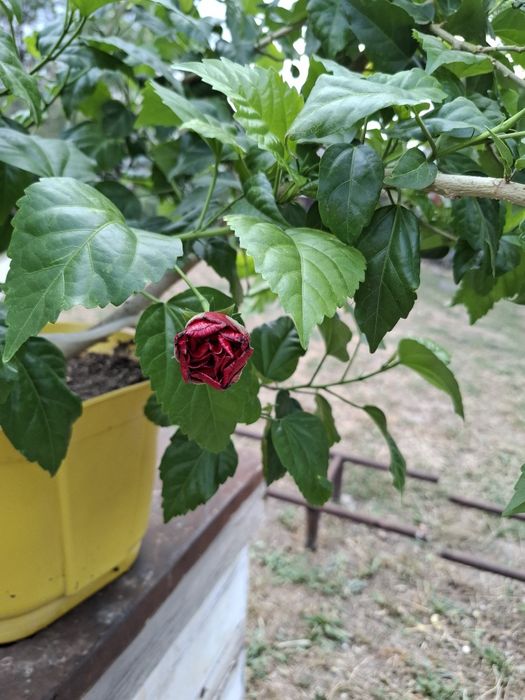 Продам Гибискус!
