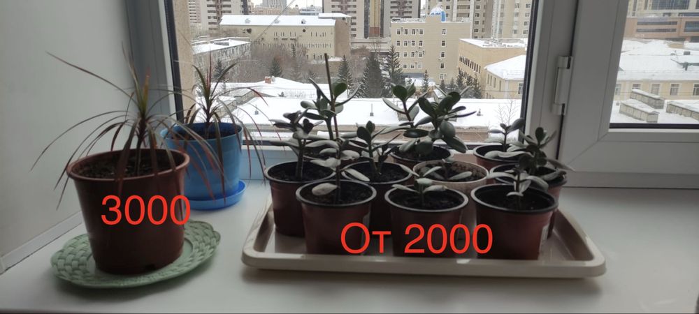 Продам цветы домашние