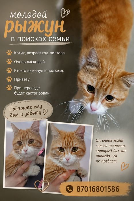 Тишка ждёт семью