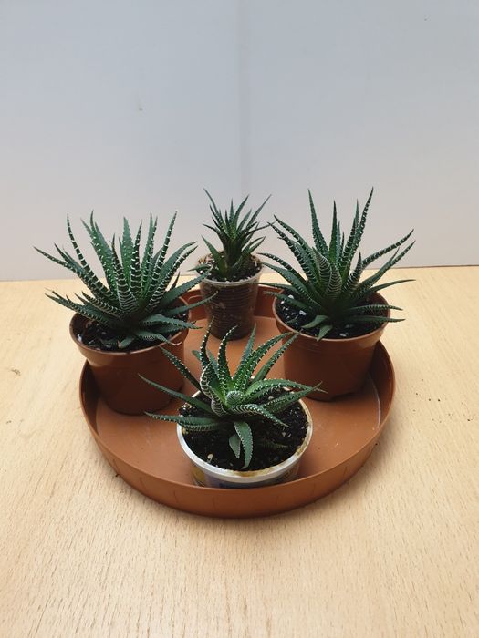 Хавортия. Домашнее растение.