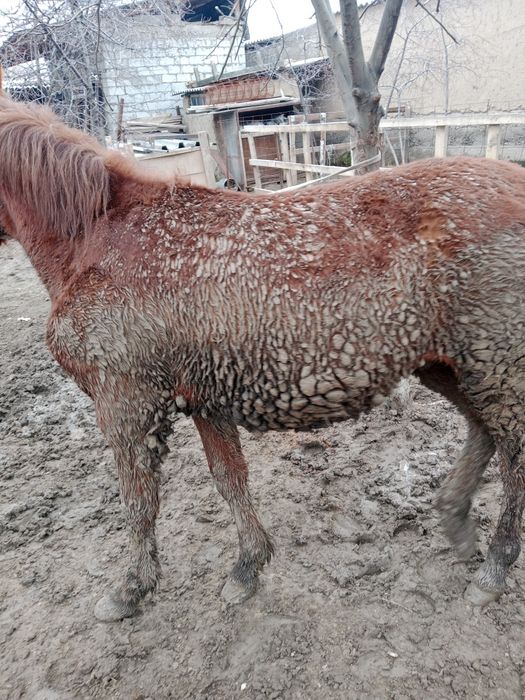 Тай еркек дены САУ аппетит ураган