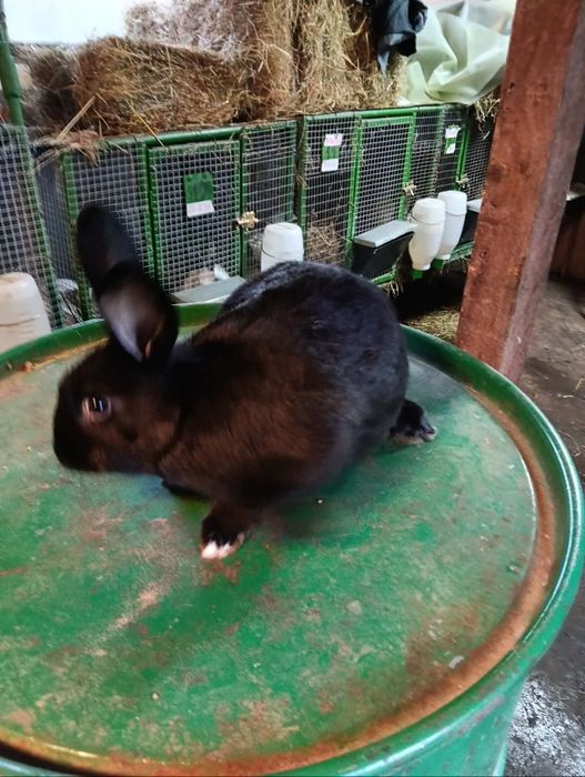 Продават се на различна възраст