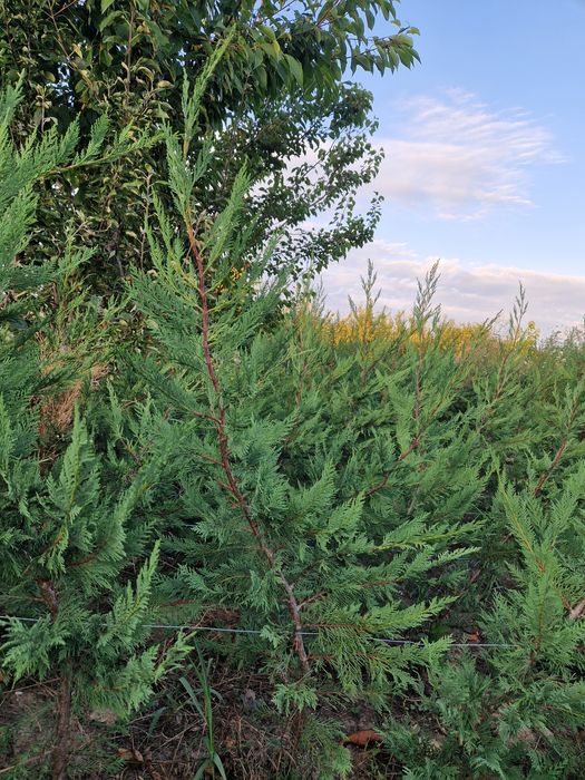 Tuia leilandi altoi 120 cm