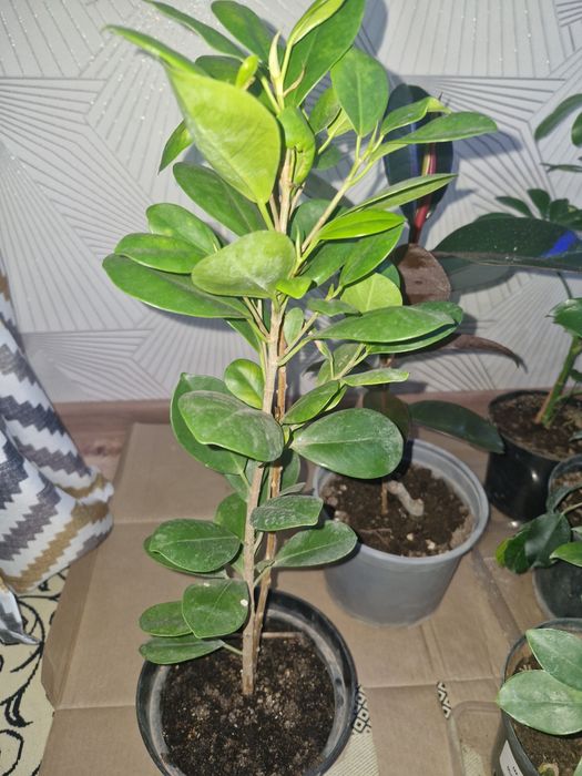 Цыеты домашние растееие