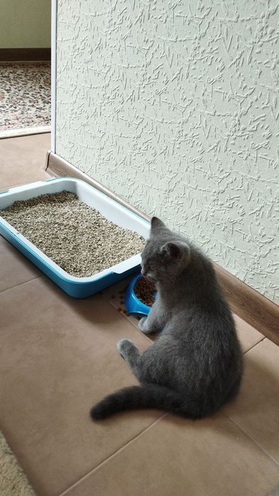 Продается Scottish fold