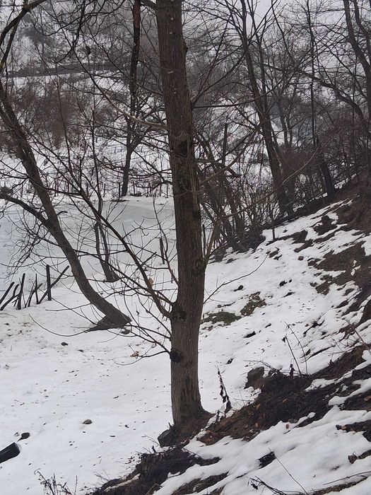 Nucu , diferite dimensiuni