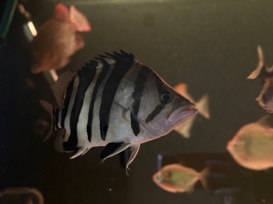 окунь аквариумный