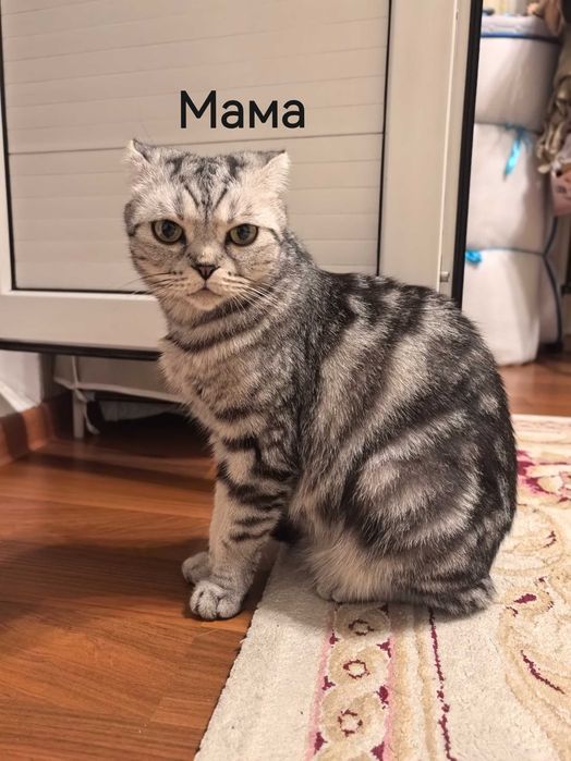 Продам котят породистые
