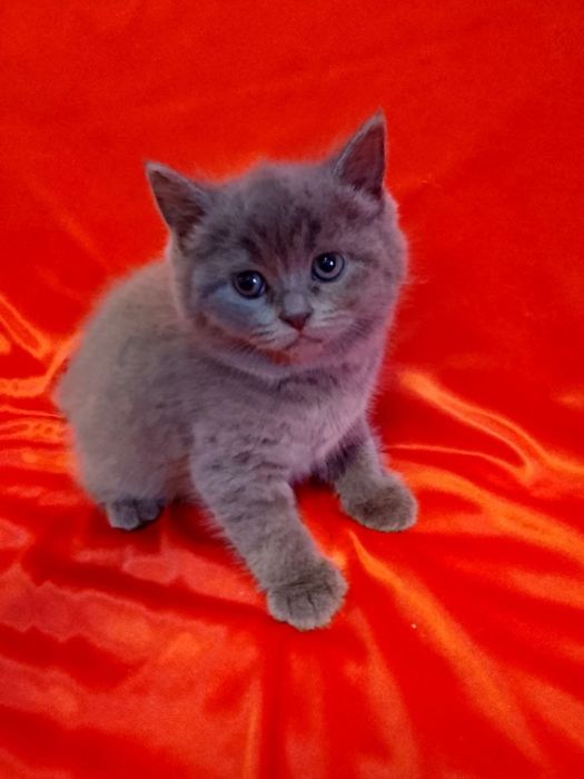 Продается скотиш фолд мальчики и скотиш страйд девочка.