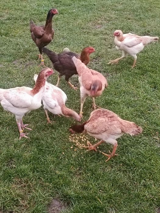 Vând ouă de combatant Malaiezian