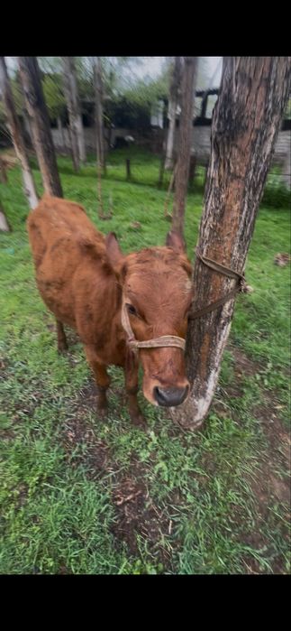 Онахин сотилади !