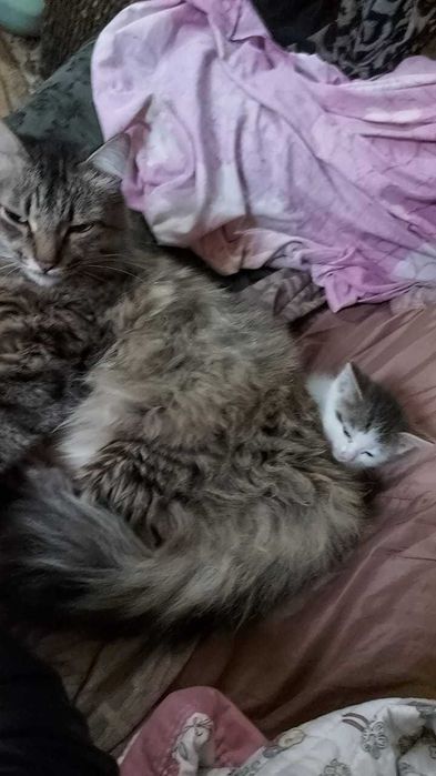Отдам котёнка в хорошие руки