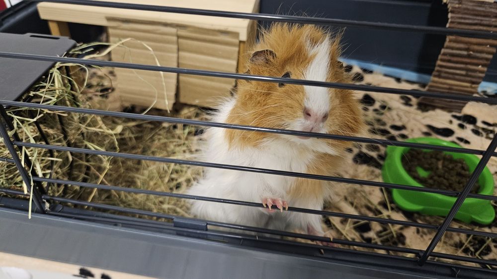 Porcusori de guineea