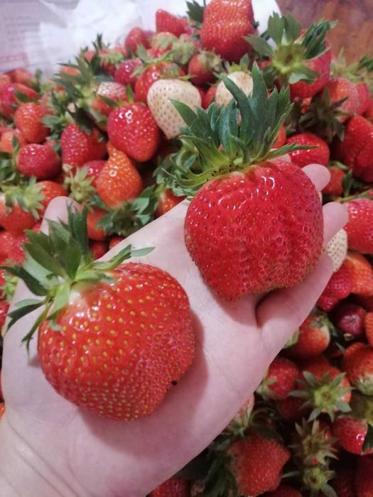 разсад За ягоди само сега при нас на промо цена 0.25 EUR