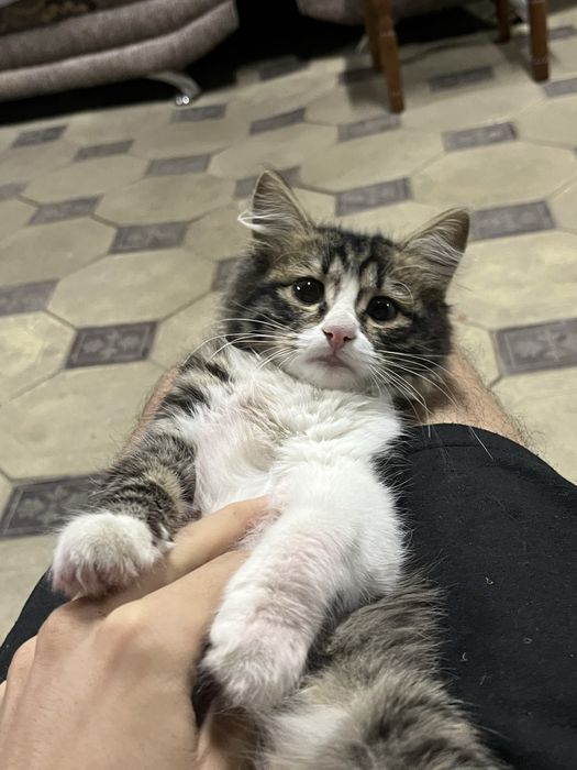 пропал котенок!!!