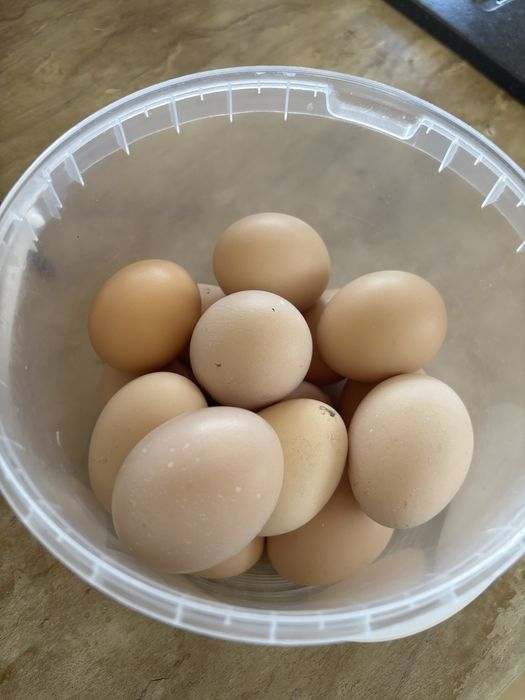 Инкубационные яйца