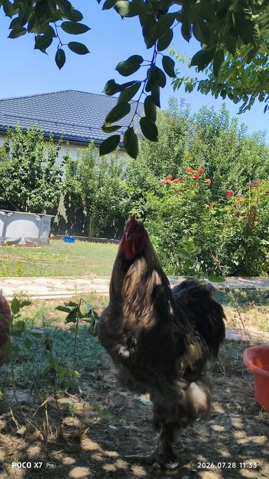 петух пародисты  очен хорошо