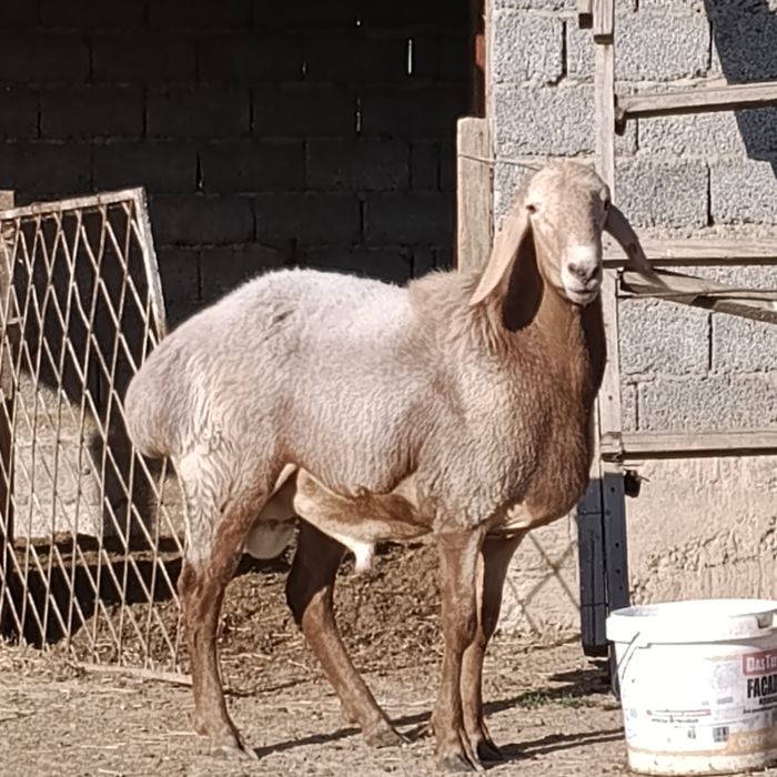 Арашан қошқар сатылады