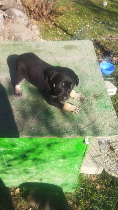 Щенки метисочки. Прекрасные 2 девочки.