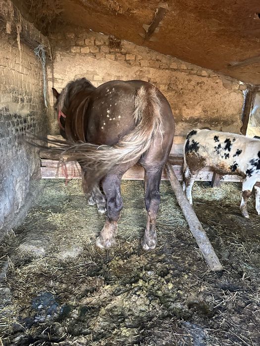 Vând iapă ciocolatie de 8 ani