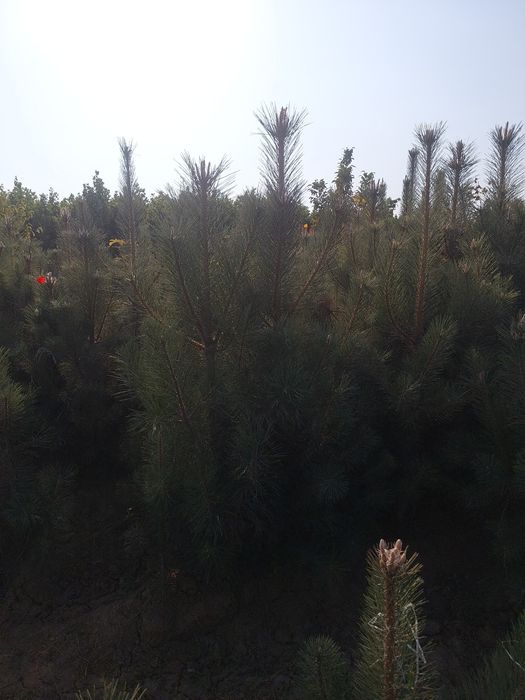 Декоративные саженцы — от фирмы Samarqand Agro Dizayn!