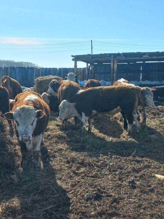 Продам быков 850000