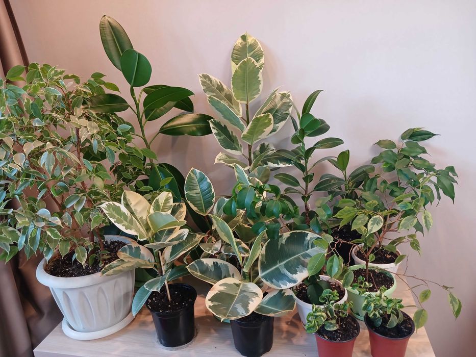 Продам взрослые фикусы