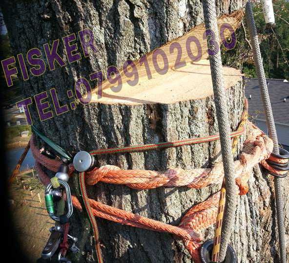 Taiere copaci, toaletare pomi, plop, brad, tei, nuc, cires, Pitesti