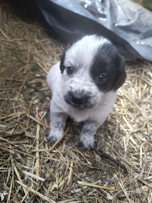 Căței de donat fătați în data de 30 aprilie, mama se poate vedea in poze.