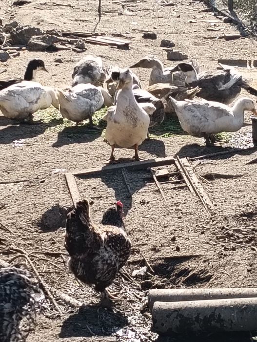 Ouă de rață rasă mixtă