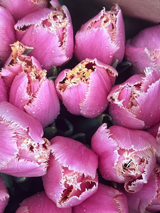 Тюльпаны оптом в Алматы