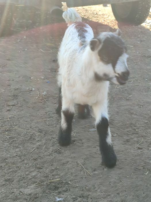 Козлик ламанча на племя