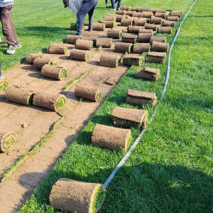 Gazon ruloni uruğ xam sepamiz landshaft dizayni xizmatlari