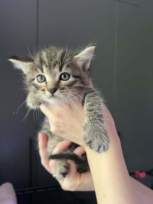 Отдаю красивейших котят