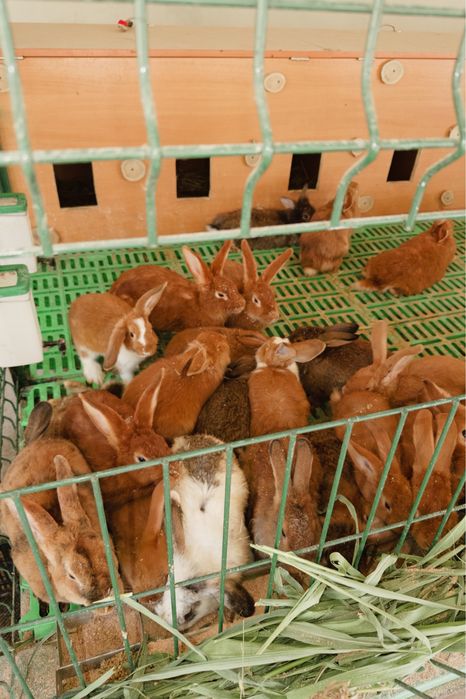 Продам кроликов оптом и в розницу