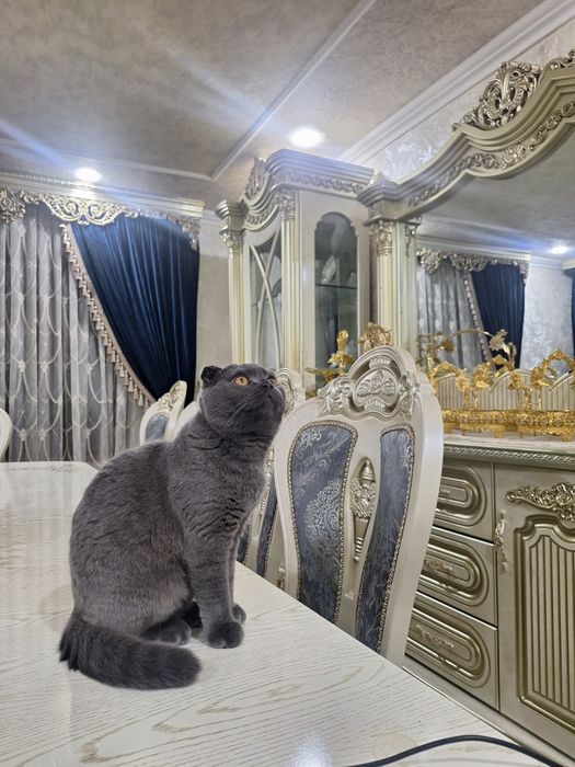 Скоттиш фолд, огил бола