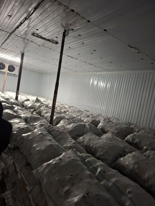 Картошка сатылады