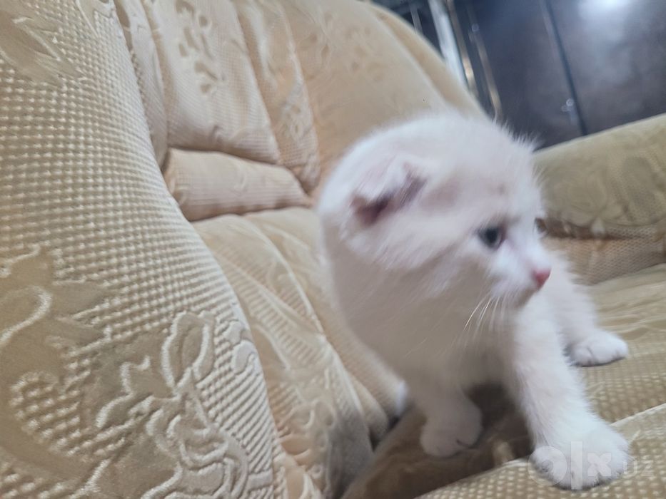 Продам Котёнок кот