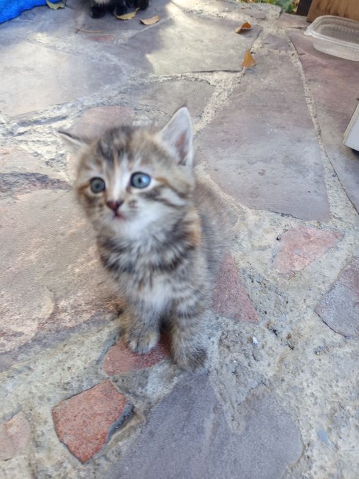 Отдам котят в хорошие руки.